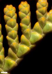 Veronica ochracea. Close-up of branchlet showing arrangement of lateral shoots. Scale = 1 mm.
 Image: W.M. Malcolm © Te Papa CC-BY-NC 3.0 NZ